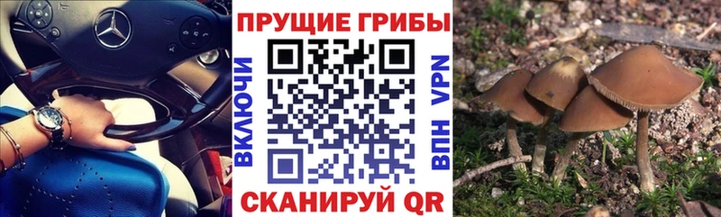Псилоцибиновые грибы прущие грибы купить наркотик Томари